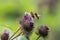 Honey bees & x28;Apis mellifera& x29; fighting over flower