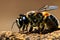 Honey Bees on bee hive of dangerous and poisonous Vespula germanica wasp