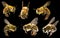 Honey Bees on a black background. Insects