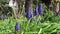 Honey bees on blue grape hyacinth flower in springtime