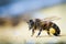 Honey bees carring pollen