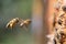 Honey bees carrying pollen