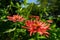 Honey bees collecting pollen from orange zinnia flower. Bees pollinating garden flower background.