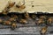 Honey Bees coming and going