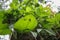 Honey bees creating their nest natural beehive under a huge leaf to protect from rain.