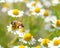 Honey bees on flower