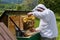 Honey bees on the frame of honeycombs. Beekeeper on apiary. Pretty wooden hives. Beautiful spring day