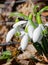 Honey Bees Gathering Pollen From Snow Drop Flowers