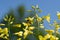 Honey bees gathering pollen on the yellow flowers of blossoming Tuscan Kale