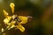 Honey bees gathering pollen on the yellow flowers of blossoming Tuscan Kale