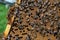 Honey bees on a hive frame in a beekeeping yard.