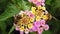 Honey Bees on Lantana Camara Flowers 03 Slow Motion