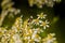 Honey Bees on Parasol Whitetop Wildflowers