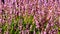 Honey bees pollinating Heather flowers with blurred out of focus bokeh in summer season 1080p