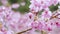 Honey bees pollinating pink cherry blossoms in Spring