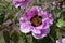 Honey bees pollinating pink flower of purple leaved tree peony