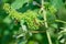 Honey bees pollinating vine blossom in vineyard in early spring