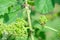 Honey bees pollinating vine blossom in vineyard in early spring