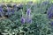 Honey bees pollinating violet flower spikes of Veronica incana