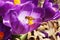 Honey bees pollination on Crocus spring flower closeup