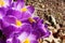 Honey bees pollination on Crocus spring flower closeup