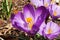 Honey bees pollination on Crocus spring flower closeup