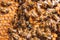 Honey bees and queen bee on honeycomb in hive