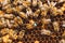 Honey bees and queen bee on honeycomb in hive