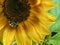 Honey Bees on Sunflowers