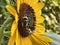 Honey Bees on Sunflowers