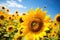 Honey bees on sunflowers in the field, closeup, Busy bees collecting pollen from a field of sunflowers, AI Generated