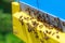 Honey bees swarm in the hive. Yellow and blue beehives. The conceptual theme is food production and agricultural production.