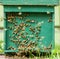 Honey bees swarming