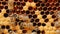 Honey bees work in the hive