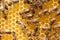 Honey bees working on honey comb