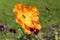 Honey Bees On A Yellow Flower