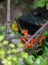 honey bird sucking out a honey from flower