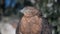 Honey-buzzard