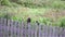 A honey Buzzard and a magpie sitting on the fence. Swear.