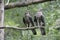 Honey buzzard, Pernis apivorus