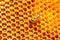 Honey cells pattern.bees work on honeycomb.