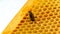 Honey comb. Fragment of plastic honeycomb imitation. Abstract background.