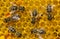 Honey combs with nectar, pollen, honey and bees