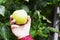 Honey crisp apple being held in one outside