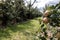 Honey Crisp Apples and other varieties at the start of apple-picking season in the orchard