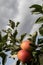 Honey Crisp Apples and other varieties at the start of apple-picking season in the orchard