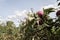 Honey Crisp Apples and other varieties at the start of apple-picking season in the orchard