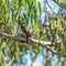 Honey Eater resting in the morning sun