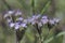 Honey flowers of phacelia on bokeh background.