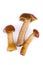 Honey Fungi